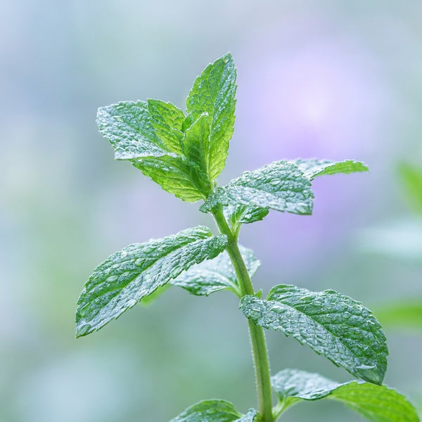 Menthol et xylitol — fraîcheur douce du bain de bouche violet OhMySmile®